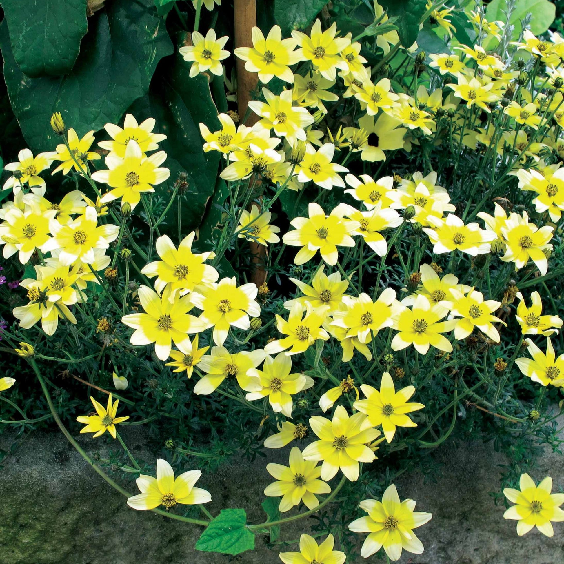 Bakker - 3 Bidens jaunes - Bidens ferulifolia taka tuka - Plantes vivaces