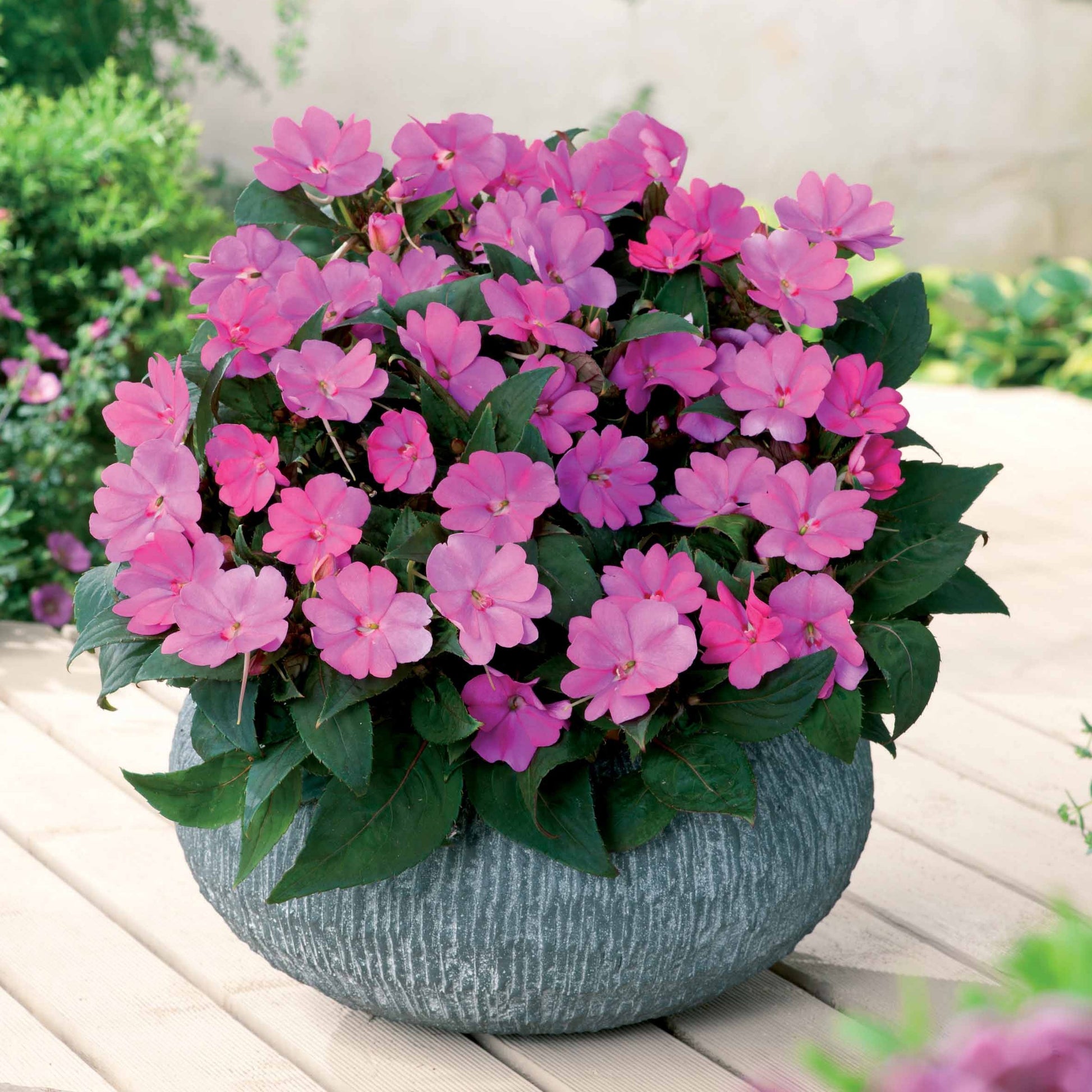 Bakker - 3 Sunpatiens Rose lilas - Sunpatiens - Plantes d'extérieur