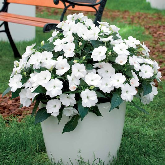 3 Sunpatiens blanc - Bakker