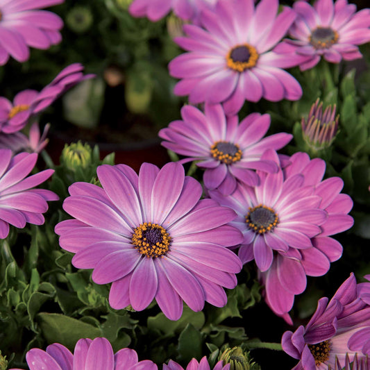 Marguerite du Cap Pink flave - Bakker.com | France