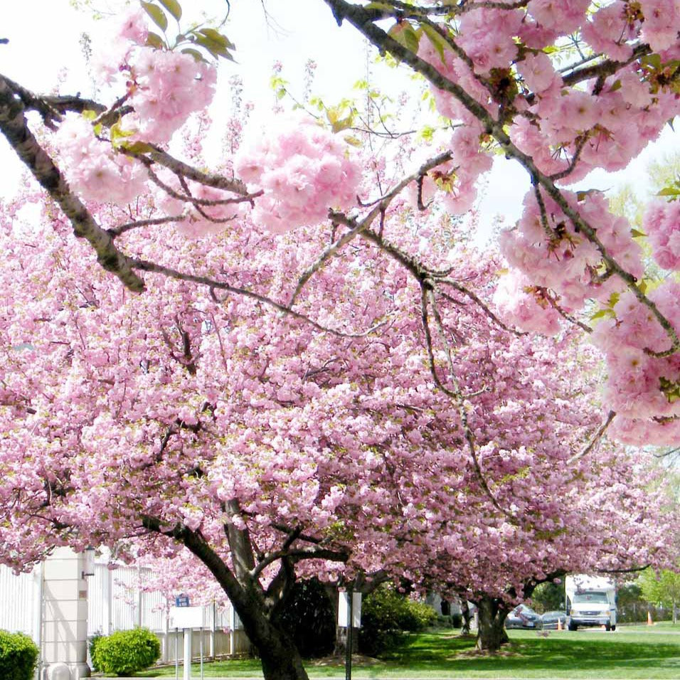 Cerisier à fleurs Kanzan - Cerisiers du Japon - Bakker