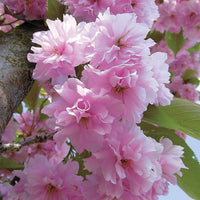 Cerisier à fleurs Kanzan - Bakker.com | France