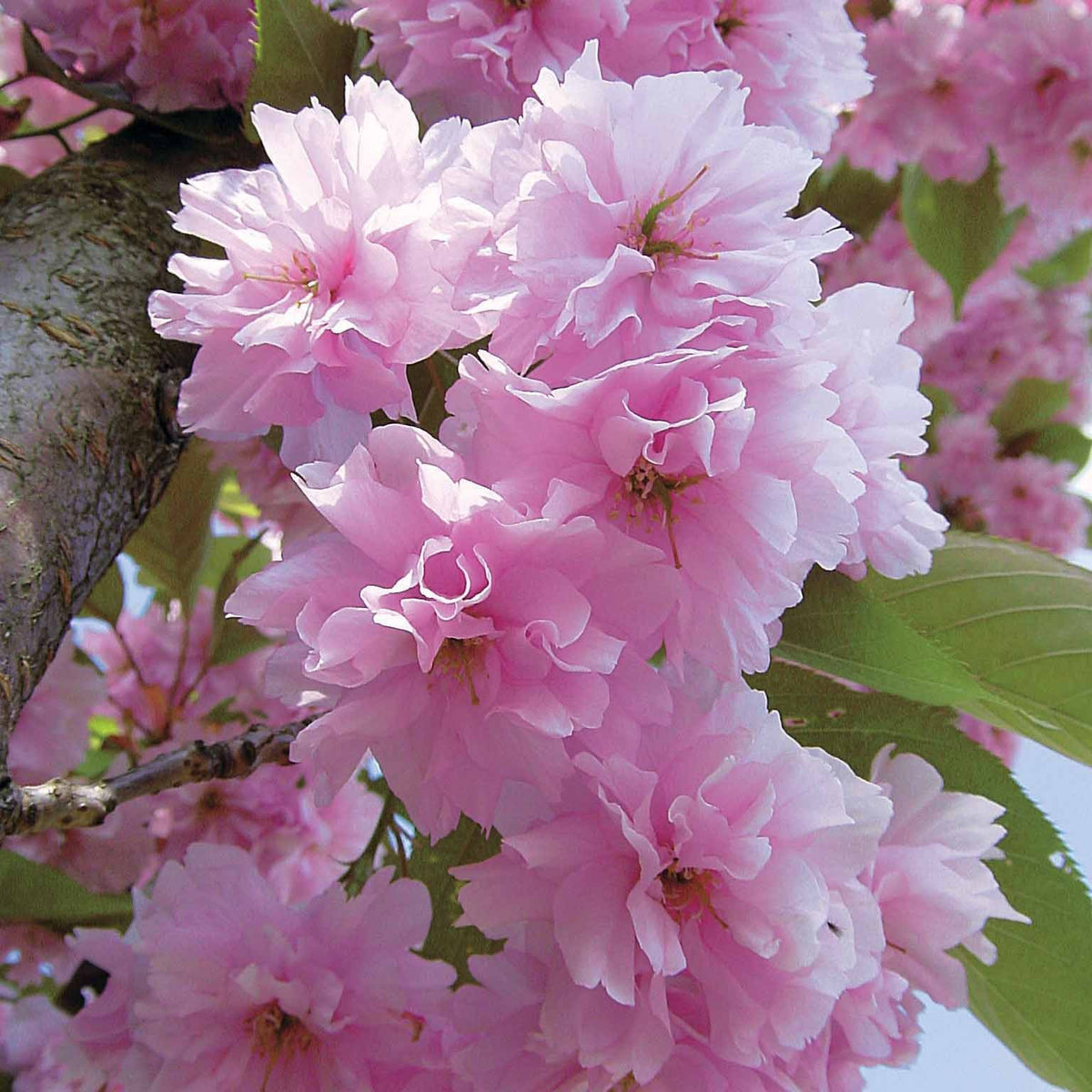 Vente Cerisier à fleurs Kanzan