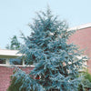 Bakker - Cèdre bleu de l'Atlas - Cedrus atlantica glauca - Plantes d'extérieur