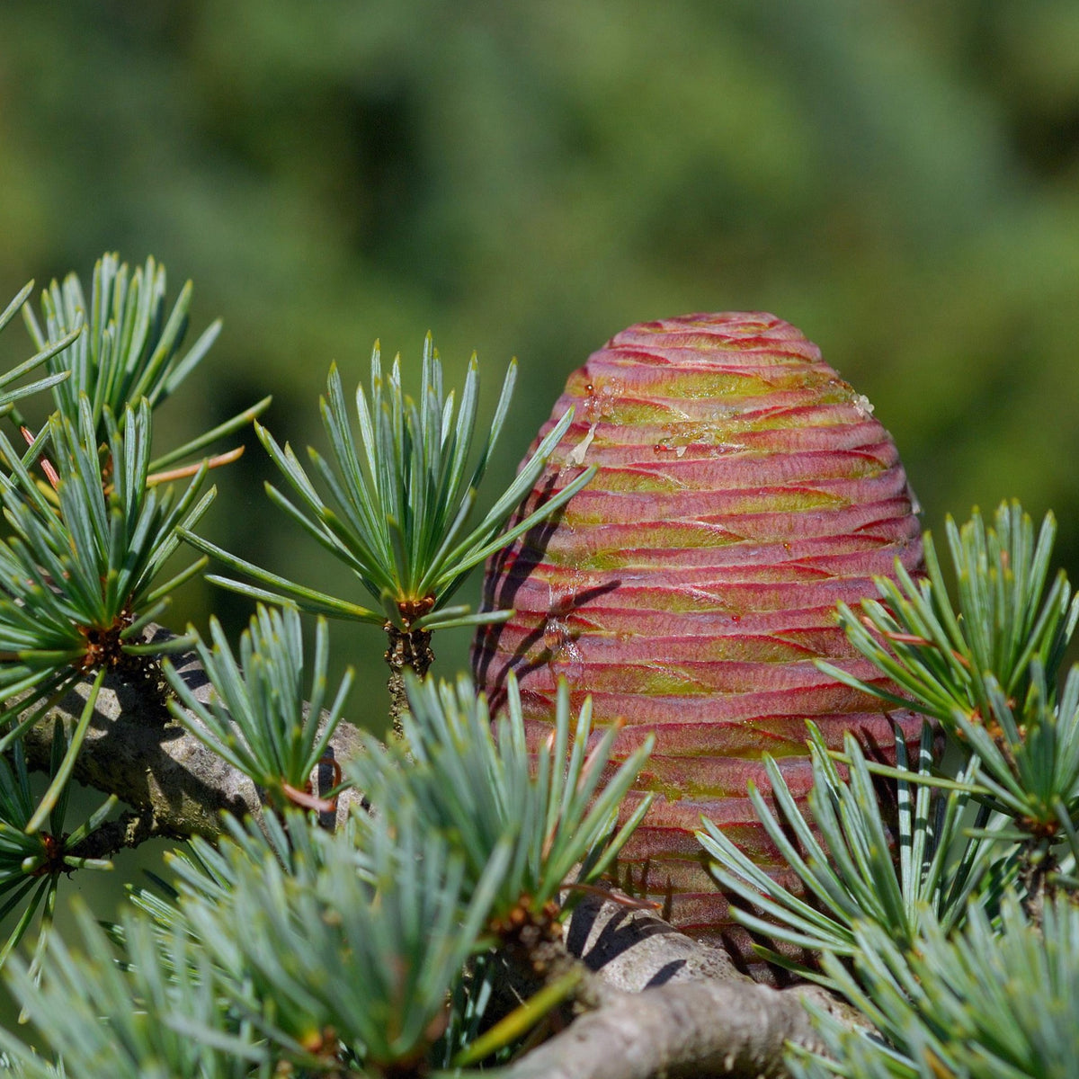 Conifères - Cèdre bleu de l'Atlas - Cedrus atlantica glauca
