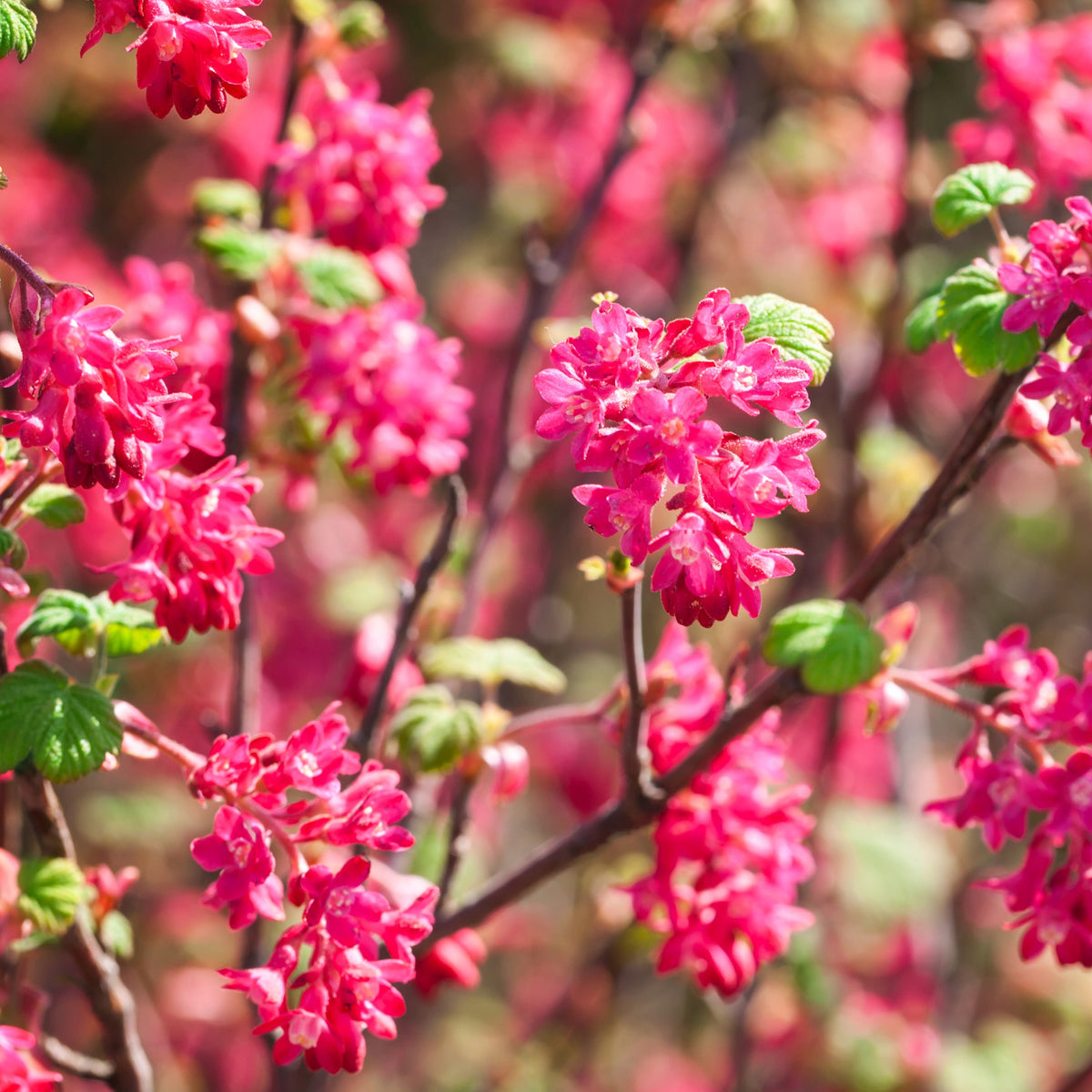 Groseillier à fleurs King Edward - Ribes sanguineum King Edward VII - Bakker