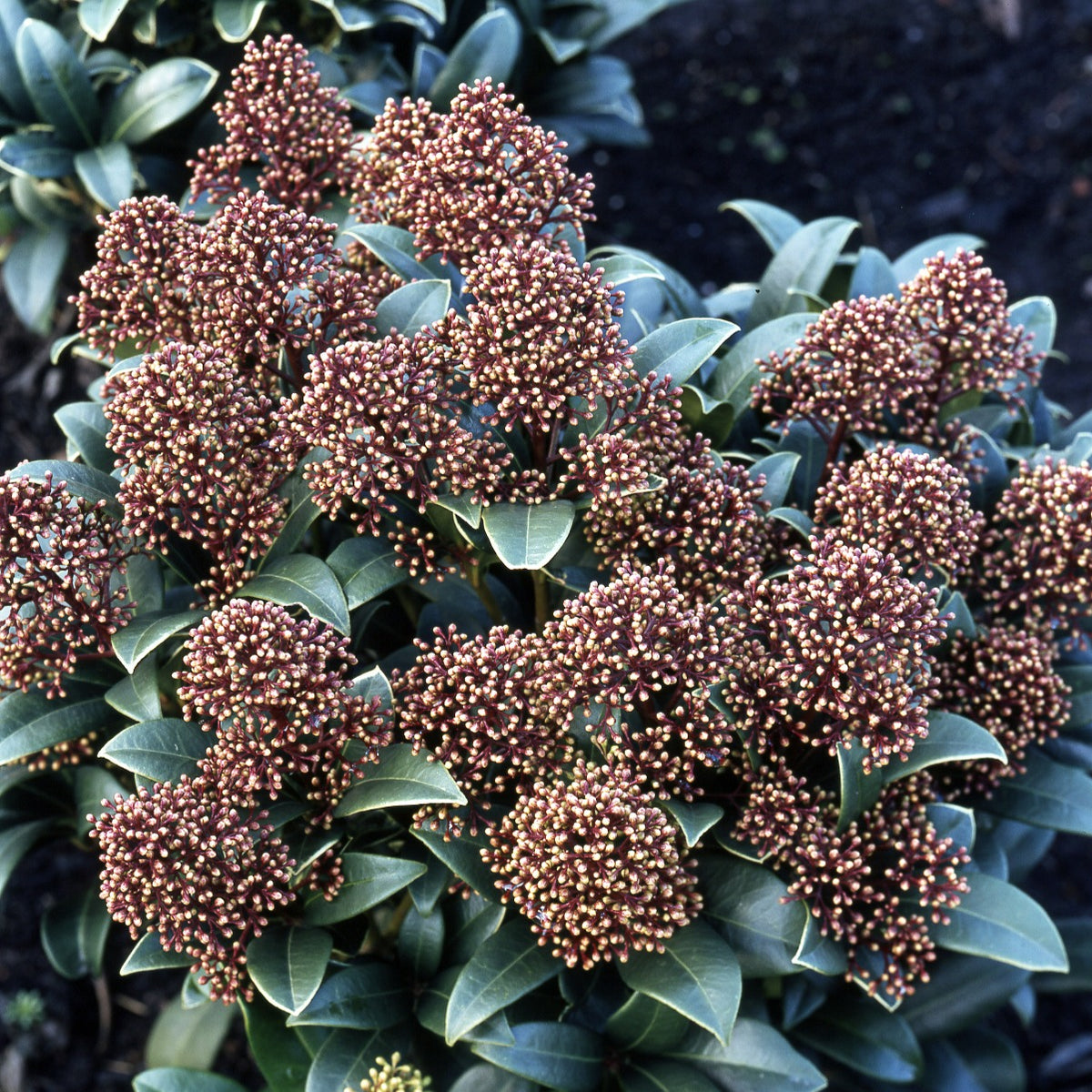 Skimmia du Japon - Skimmia japonica - Bakker