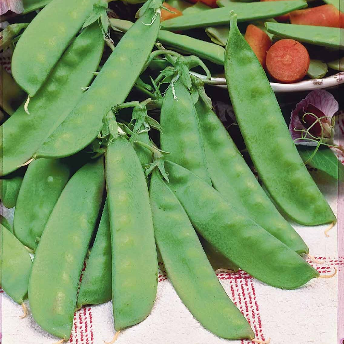 Pisum sativum héraut - Pois mangetout Héraut - Graines de légumineuses