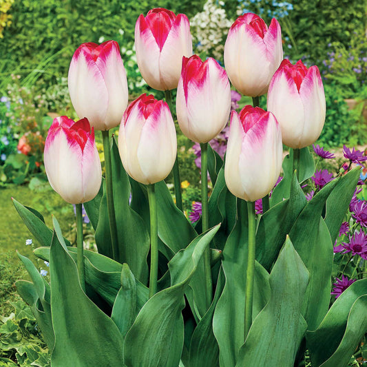 Bakker - 10 Tulipes Supri Erotic - Tulipa supri erotic - Bulbes à fleurs