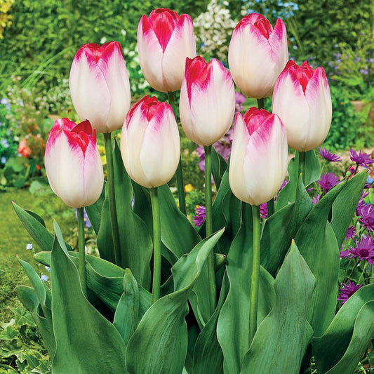 10 Tulipes Supri Erotic - Bakker