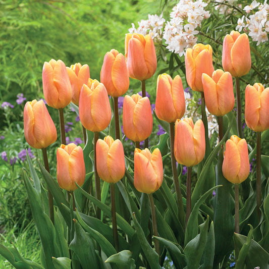 Bakker - 10 Tulipes triomphe Belleville - Tulipa triomphe belleville - Bulbes à fleurs