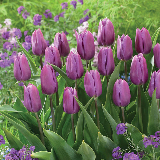 Bakker - 10 Tulipes triomphe Blue Beauty - Tulipa triomphe blue beauty - Bulbes à fleurs