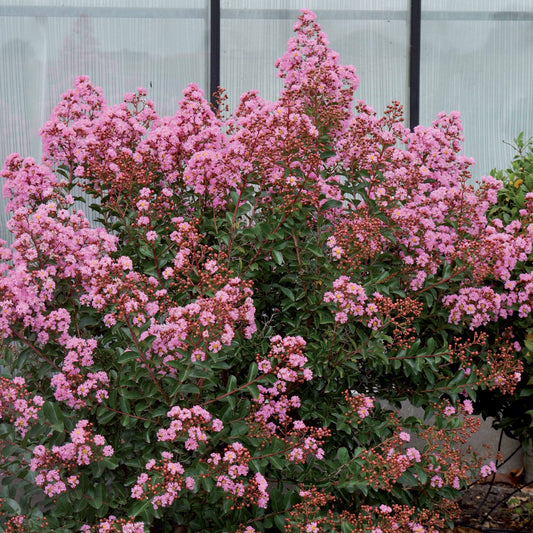 Lilas des indes Eveline - Bakker