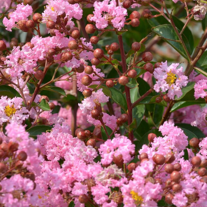 Lagerstroemia indica Eveline - Lilas des indes Eveline - Lilas des indes