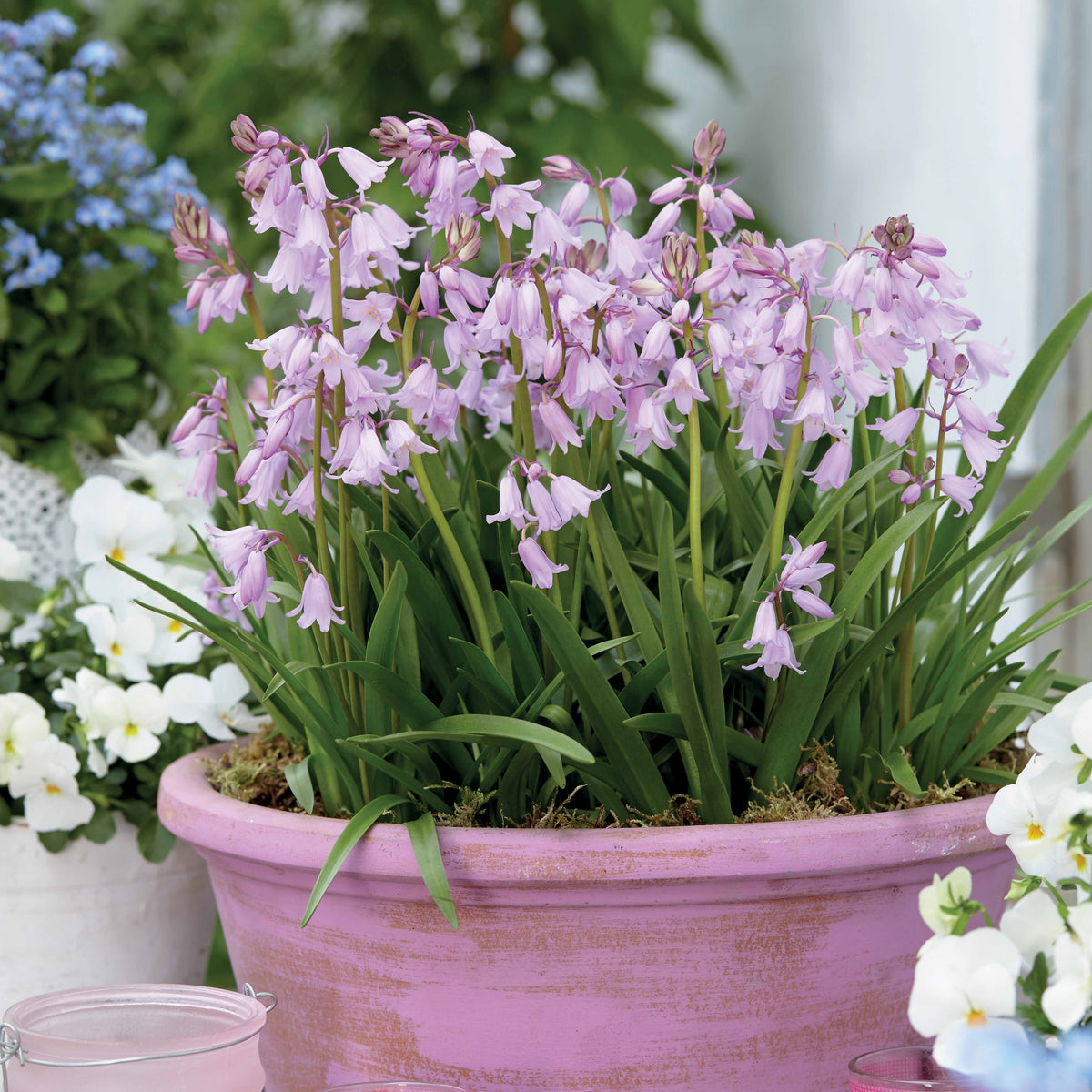 10 Jacinthes des bois - Scilla - Bakker