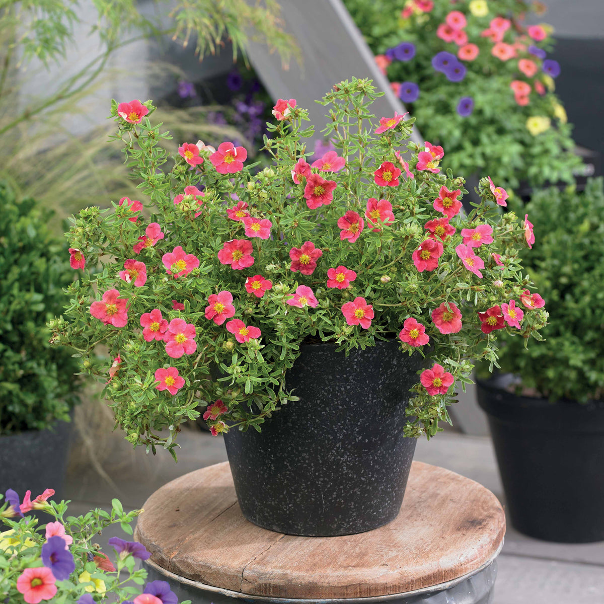 Potentilla fruticosa danny boy - Potentille Danny Boy - Arbustes fleuris