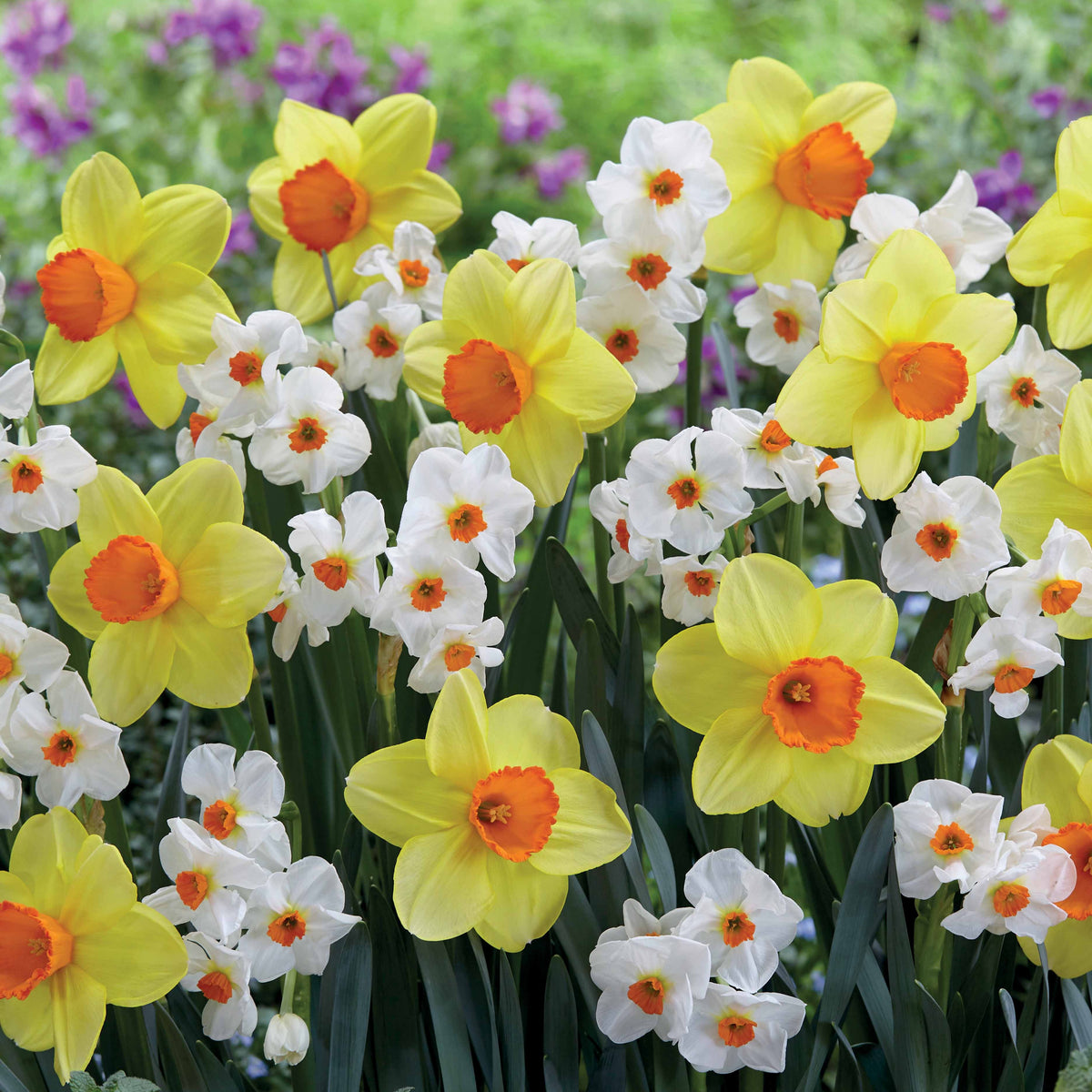 Collection de 16 Narcisses Red Devon et Geraniums - Bakker
