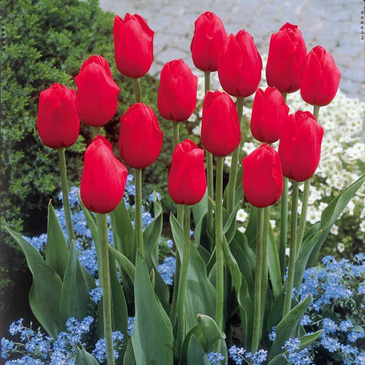 Bakker - 5 Tulipes longues tiges rouges - Tulipa - Bulbes à fleurs