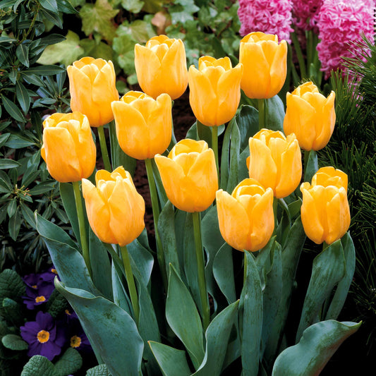 Bakker - 5 Tulipes longues tiges jaunes - Tulipa - Bulbes à fleurs
