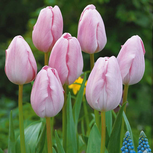 Bakker - 5 Tulipes longues tiges roses - Tulipa - Bulbes à fleurs