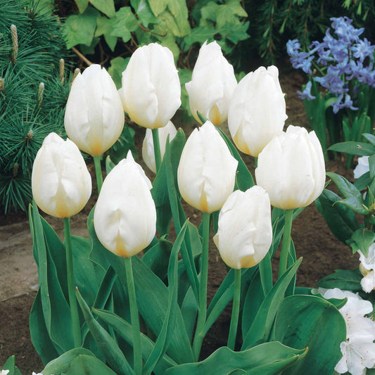 Bakker - 5 Tulipes longues tiges blanches - Tulipa - Bulbes à fleurs