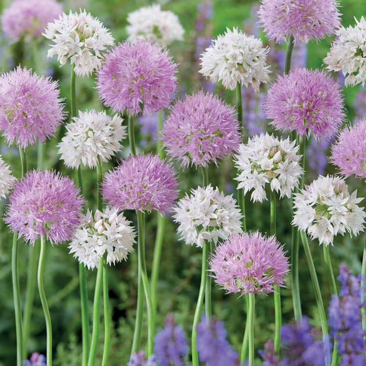 10 Alliums Rosy Dream - Bakker