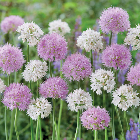 10 Alliums Graceful Beauty - Bakker
