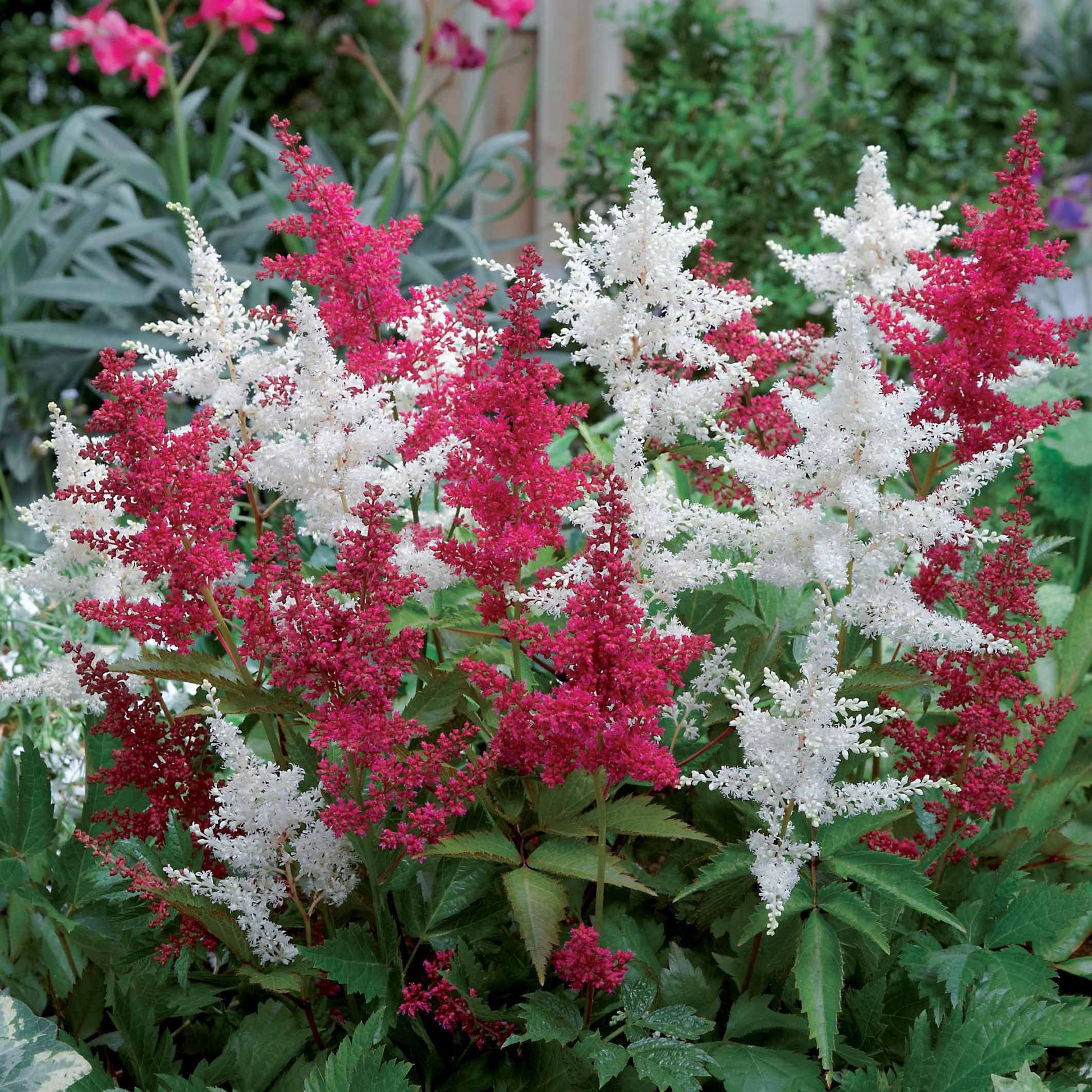 2 Astilbes - Bakker.com | France