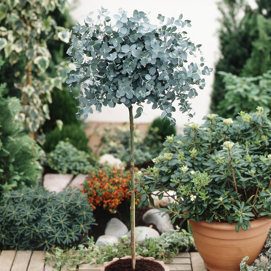 Eucalyptus sur tige - Eucalyptus baby blue - Bakker
