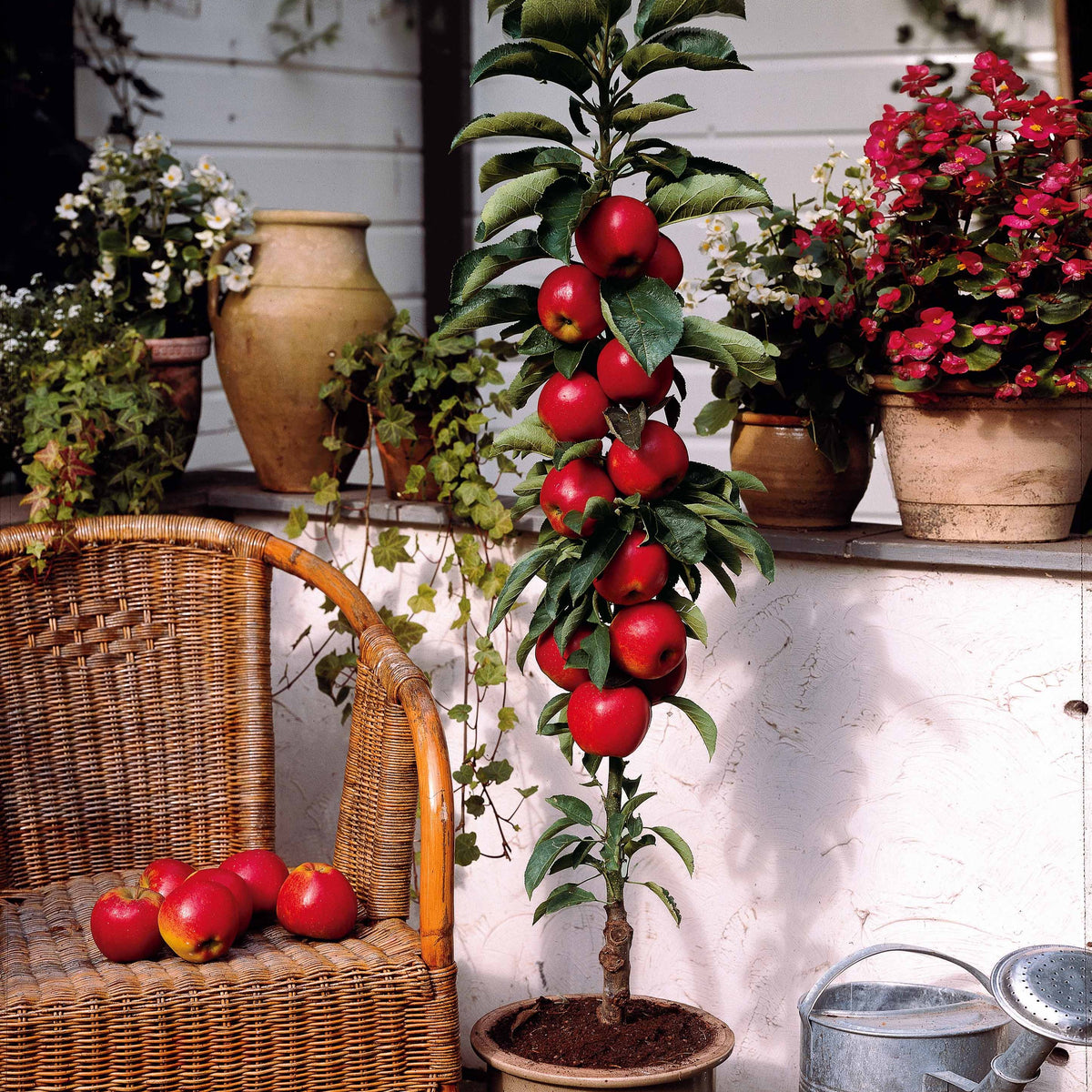 Mini pommier Red Spur Delicious - Malus domestica Red Spur Delicious - Bakker