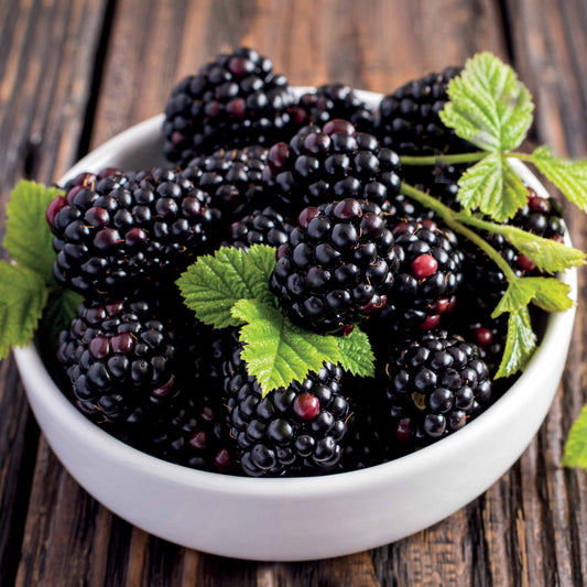 Mûrier Thornless Evergreen - Bakker