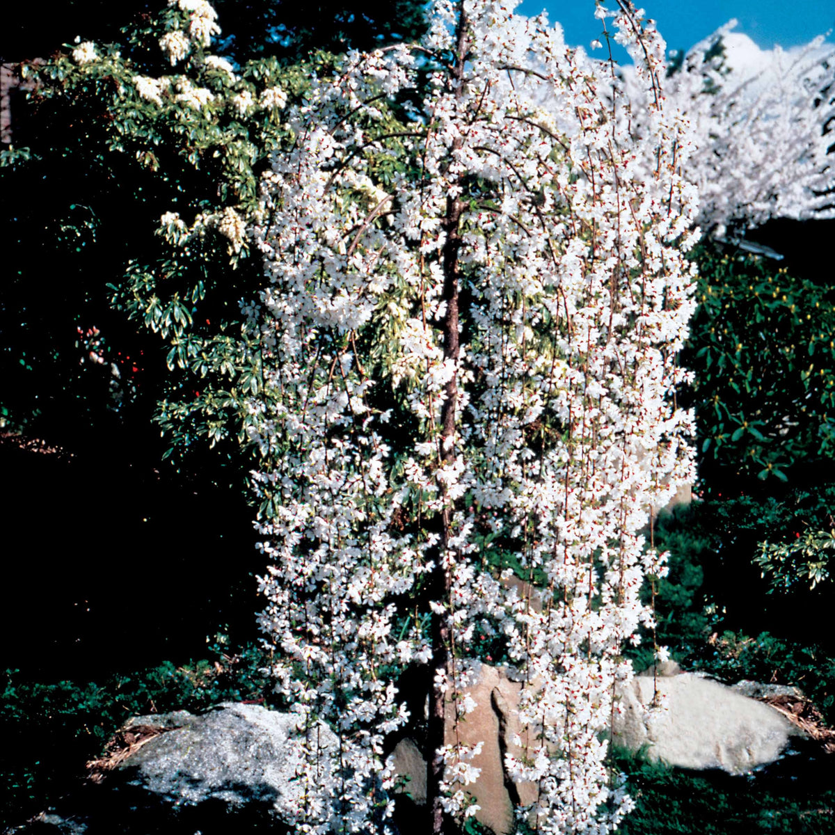 Vente Cerisier à fleurs Snow Fountains - Prunus Snow Fountains
