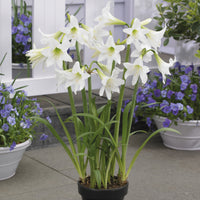 Amaryllis de jardin Sonatini blanc