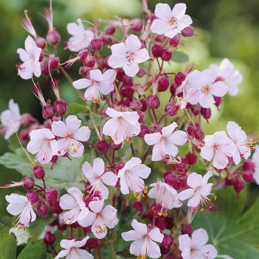 Géranium vivace Spessart - Bakker.com | France