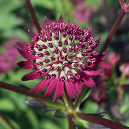 3 Astrances purple joyce - Bakker