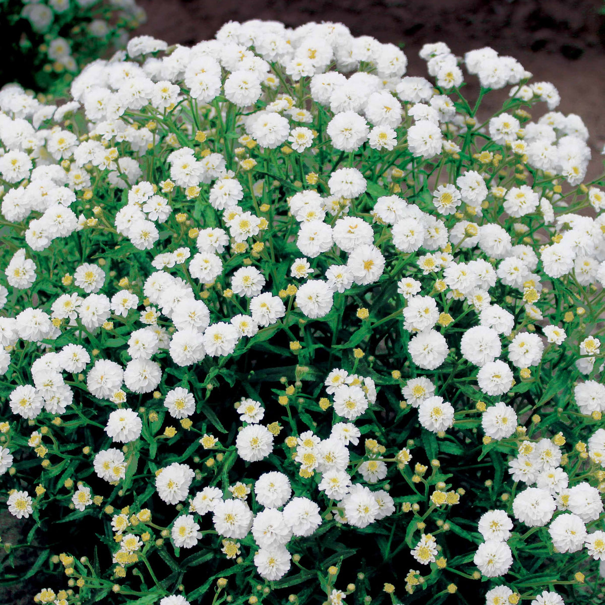 3 Achillées Diadem - Bakker