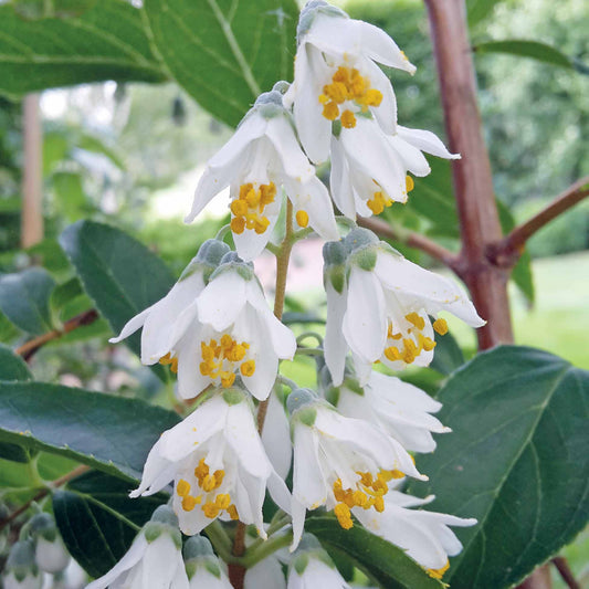 Deutzia pulchra - Bakker