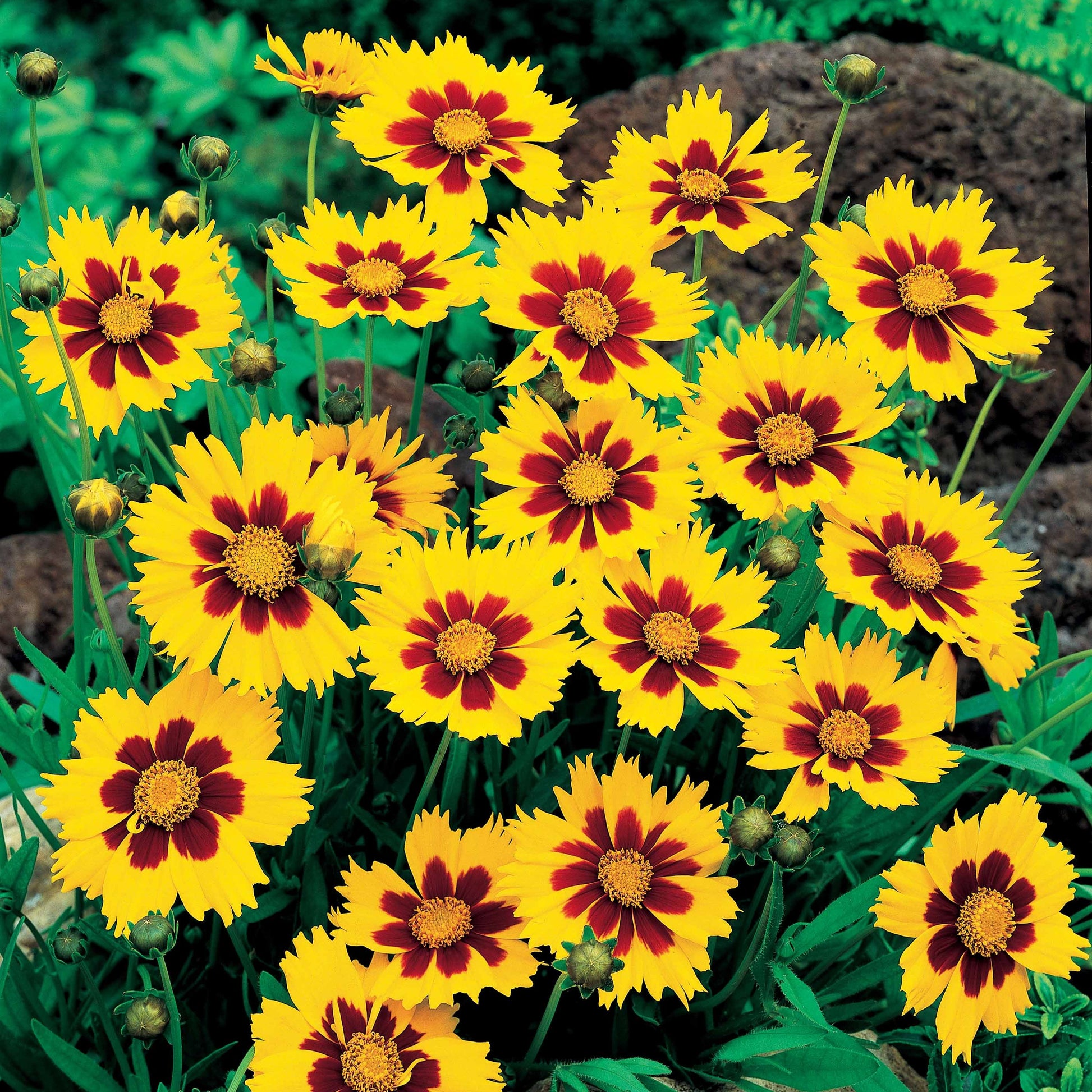 Coreopsis Sterntaler - Oeil de jeune fille - Bakker.com | France