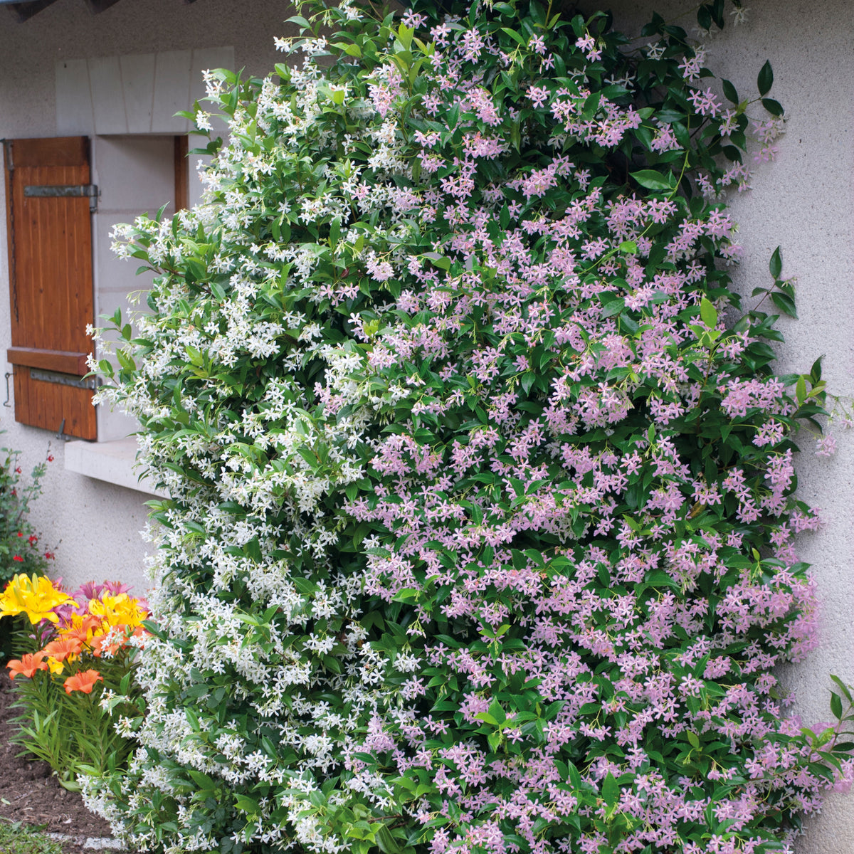 Collection de 2 Jasmin étoilé rose et blanc - Trachelospermum jasminoides - Bakker