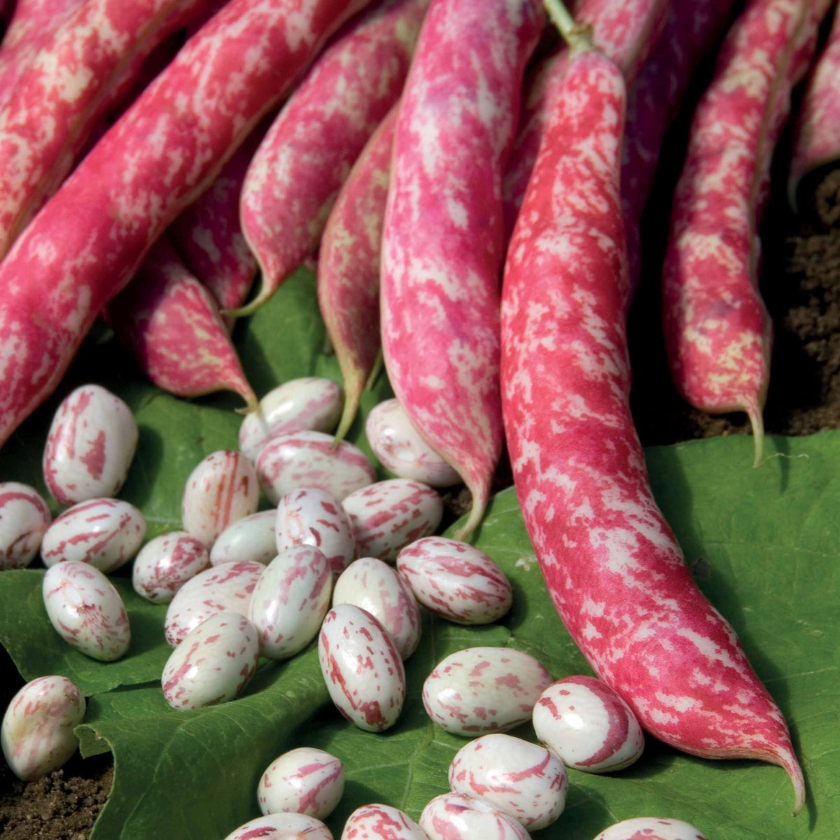 Haricot nain Flambo - Phaseolus vulgaris nain flambo (obtention clause) - Bakker