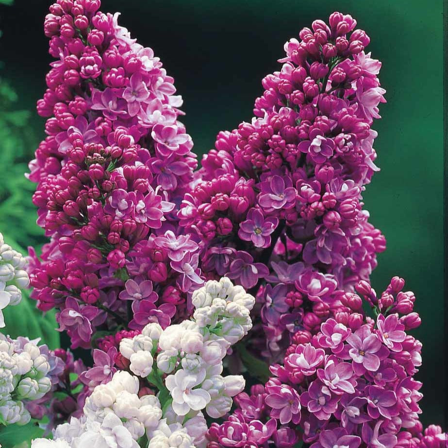 Lilas double rouge - Syringa vulgaris Charles Joly - Plantes d'extérieur