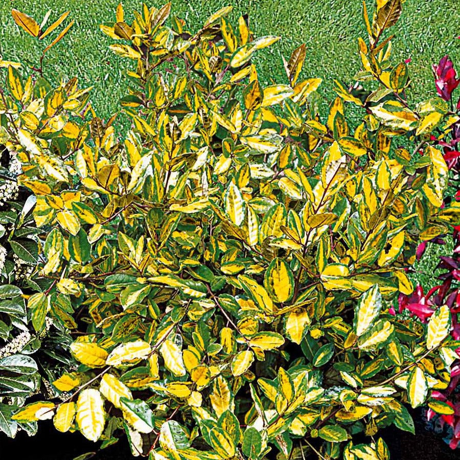 Eleagnus Pungens maculata - Eleagnus pungens maculata - Bakker