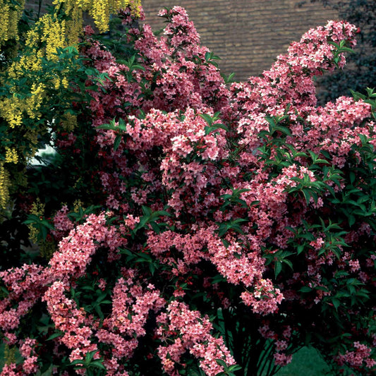 Weigelia Pink Princess - Bakker