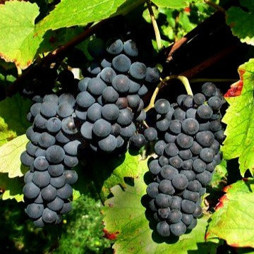 Bakker - Vigne Pinot - Vitis vinifera pinot - Fruitiers