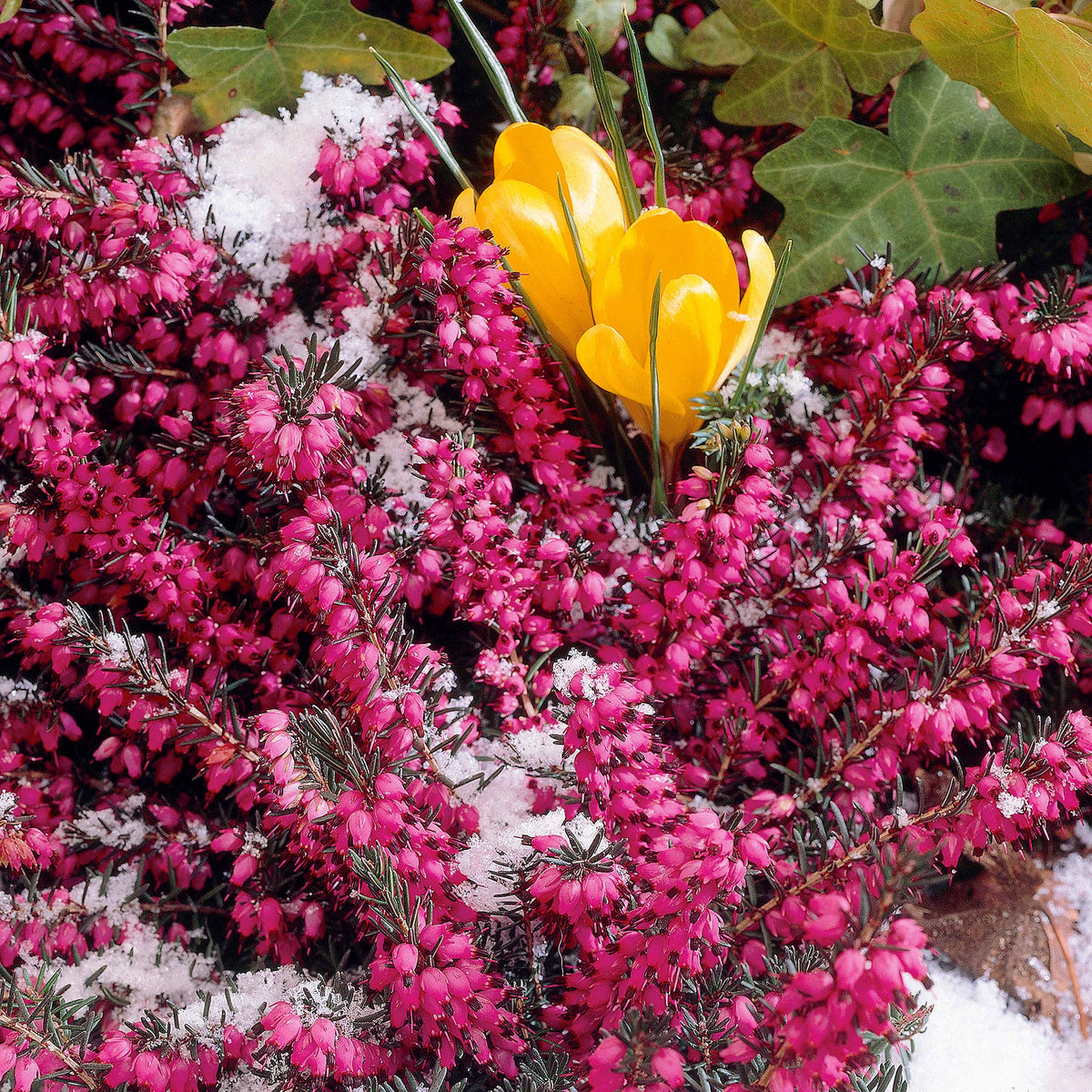 Bruyère d'hiver Lucie - Erica darleyensis Winter Belles ® Lucie - Bakker