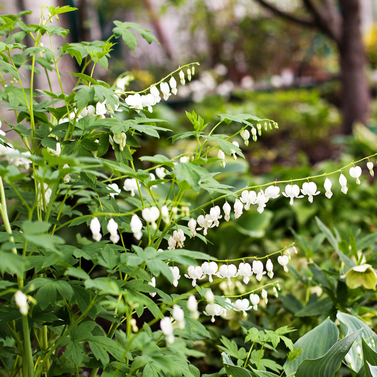 Coeur de Marie blanc - Dicentra spectabilis Alba - Bakker