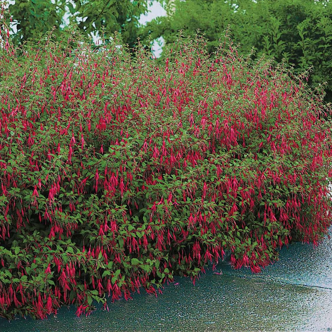 Fuchsia - 3 Fuchsias Riccartonii - Fuchsia magellanica Riccartonii