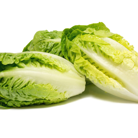 Laitue pommée grasse sucrine - Bakker