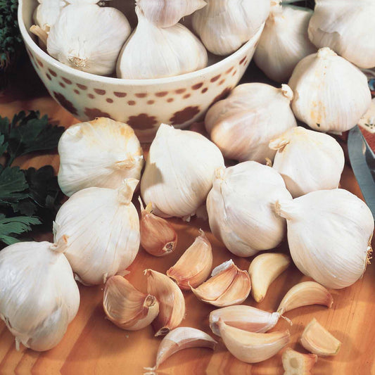 Ail rose Arno - Bakker