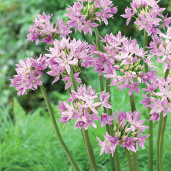 20 Alliums Eros - Bakker